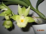 Catasetum Frilly Doris x Catasetum pileatum ´Big Boy´ (2).jpg