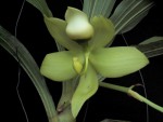 Cycnoches chlorochilon.jpg