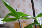 dendro nobile spicka.gif