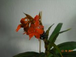 Habenaria rhodocheila orange 2017 (1).jpg