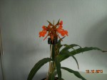 Habenaria rhodocheila orange 2017 (2).jpg