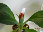 Stenorrhynchos speciosum.jpg