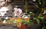 Paphiopedilum gratrixianum.jpg