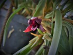 Maxillaria variabilis.JPG