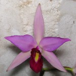 L.anceps.jpg