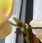 orchidej.png