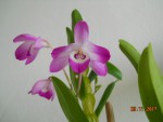 Dendrobium linawianum květ (1).jpg