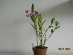 Dendrobium linawianum květ (2).jpg
