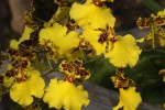 IMG_0950  Oncidium.jpg