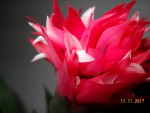 Stenorrhynchos speciosum kvetení (6).jpg
