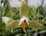 Lycaste depei.JPG