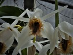 Coelogyne barbata.jpg