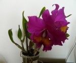 Blc.King of Taiwan.jpg