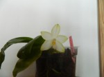 Phal. Yaphon Green Canary.jpg