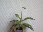 paph.fairrieanum.jpg