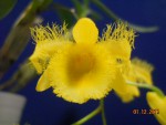 Dendrobium harveyanum 2017 (1).JPG