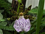 Zygopetalum mackayi.jpg