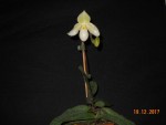 Paph. Deperle 2017 (1).JPG