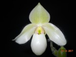 Paph. Deperle 2017 (2).JPG