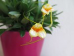 masd.strobelii.jpg
