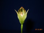 Pterostylis curta (5).JPG