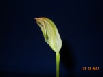 Pterostylis curta (1).JPG