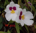 Miltoniopsis Herr Alexander.jpg