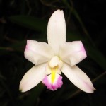 L. albida Kajka.jpg