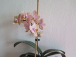 phal.hybrid.jpg