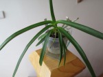 vanda coerulescens.jpg