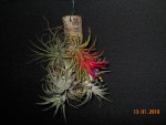 Tillandsia ionantha Fuego (5).JPG