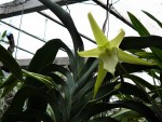 Angraecum sesquipedale.jpg