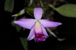 Laelia dayana.jpg