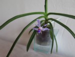 vanda coerulescens.jpg