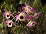 Dendrobium hybr.jpg