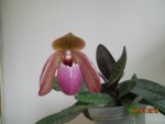 Paphiopedilum Deperle (1).JPG