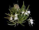 brassavola-nodosa2.jpg