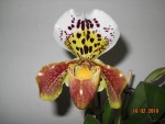 Paphiopedilum Americký hybrid 2018 (1).JPG