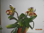 Paphiopedilum Americký hybrid 2018 (2).JPG