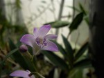 Dendrobium kingianum..jpg