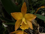 Blc. Orange Nugget.jpg