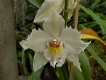 Odontoglossum crispum.jpg