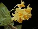 Dendrobium sulcatum.jpg