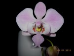 upraveny_phalaenopsis schilleriana 002 (1).jpg
