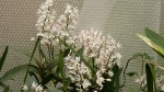 Dendrobium kingianum var. alba.jpg