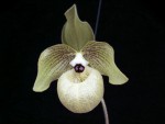 Paph. malipoense.jpg