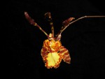 Psychopsis versteegiana.jpg