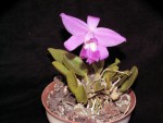 Laelia sincorana.jpg