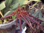 Bulbophyllum wendlandianum.jpg