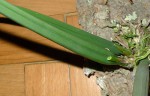 P1280704a.jpg